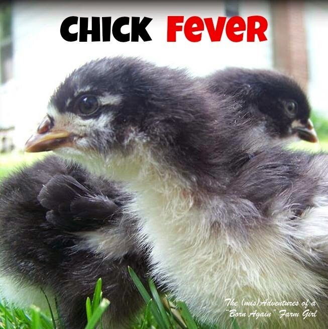 Chick Fever