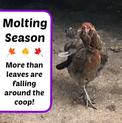 Molting Season – More than leaves are falling around the coop!