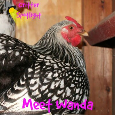 Meet Wanda