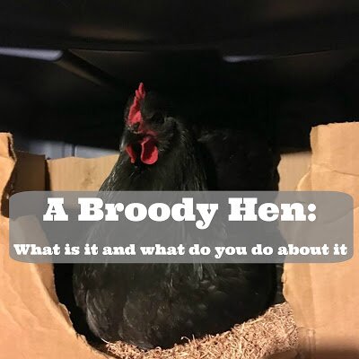 A Broody Hen: What is it and what do you do about it