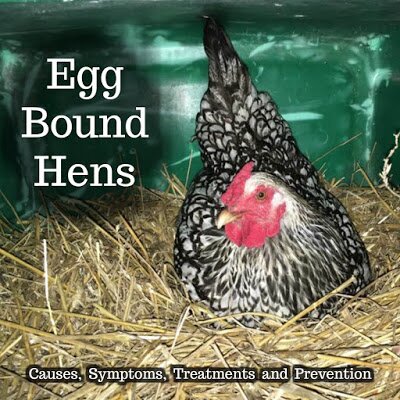 Egg Bound Hens – Causes, Symptoms, Treatments and Prevention