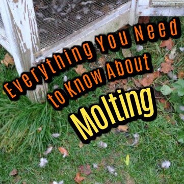 Everything You Need to Know About Molting