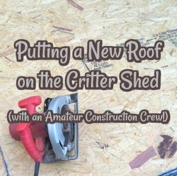 Putting a New Roof on the Critter Shed