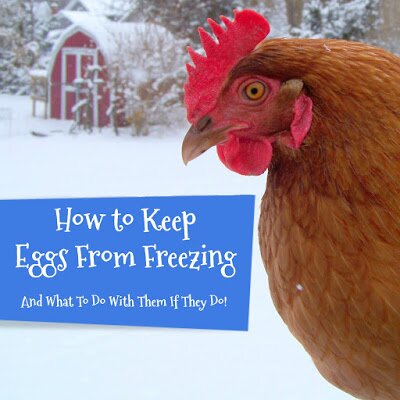 how to keep eggs from freezing