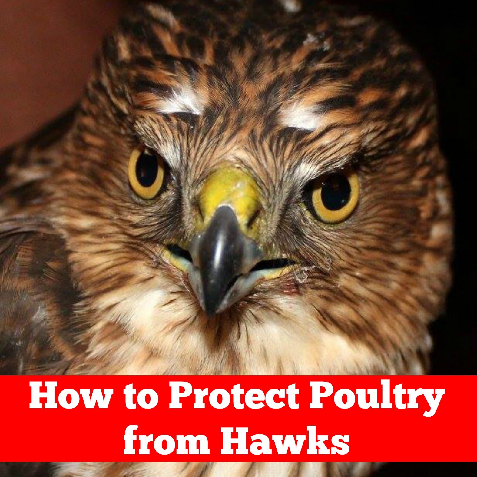 How to Protect Poultry from Hawks