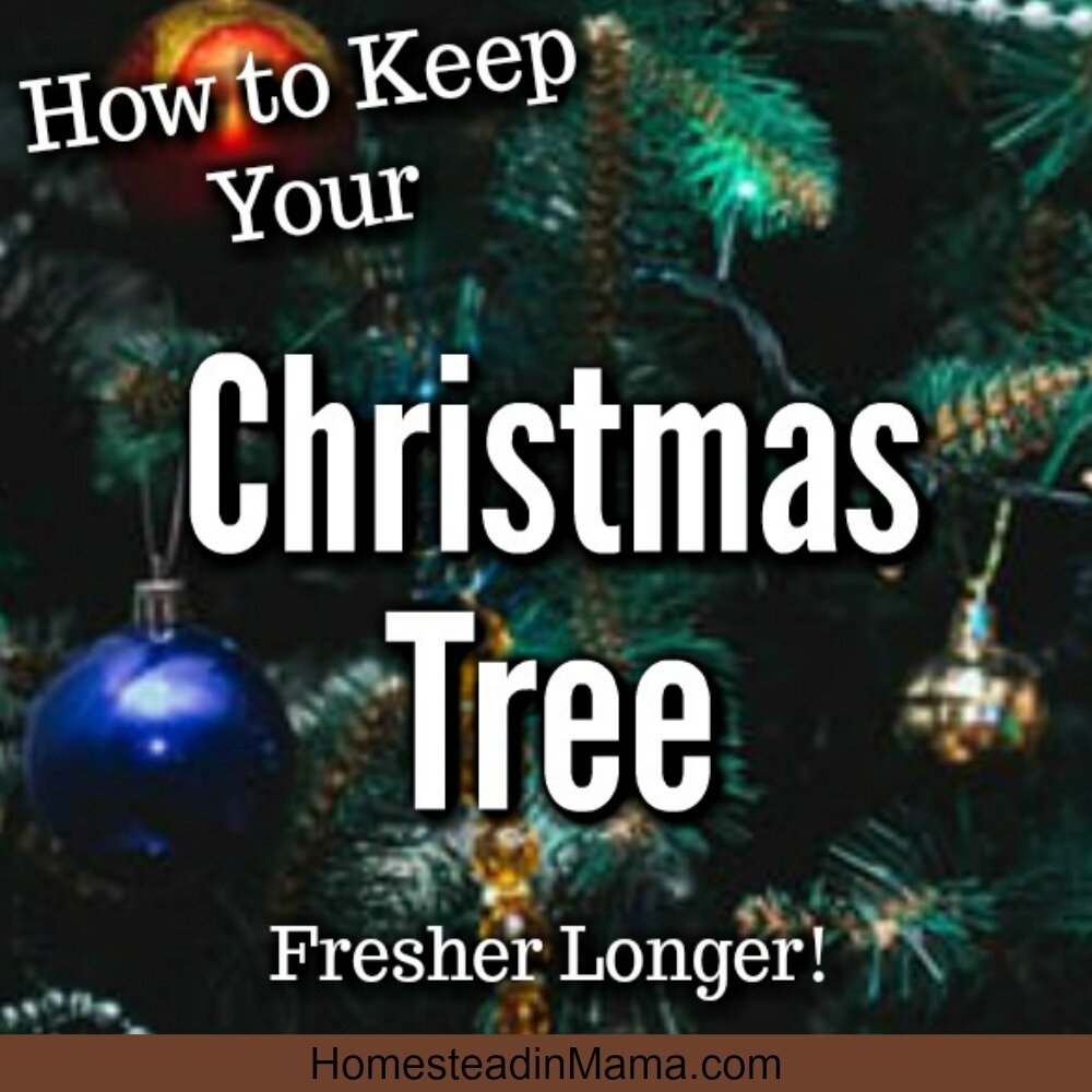 Christmas tree fresher longer