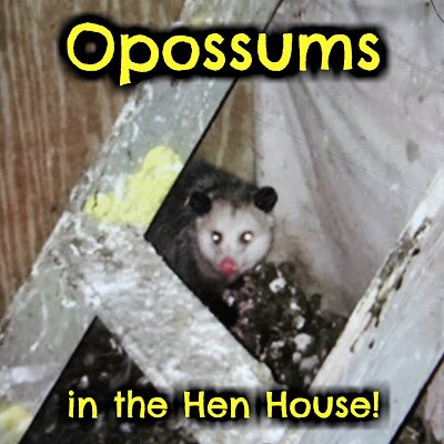 Opossums in the Hen House!