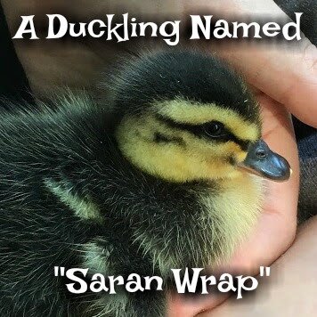A Duckling Named “Saran Wrap”