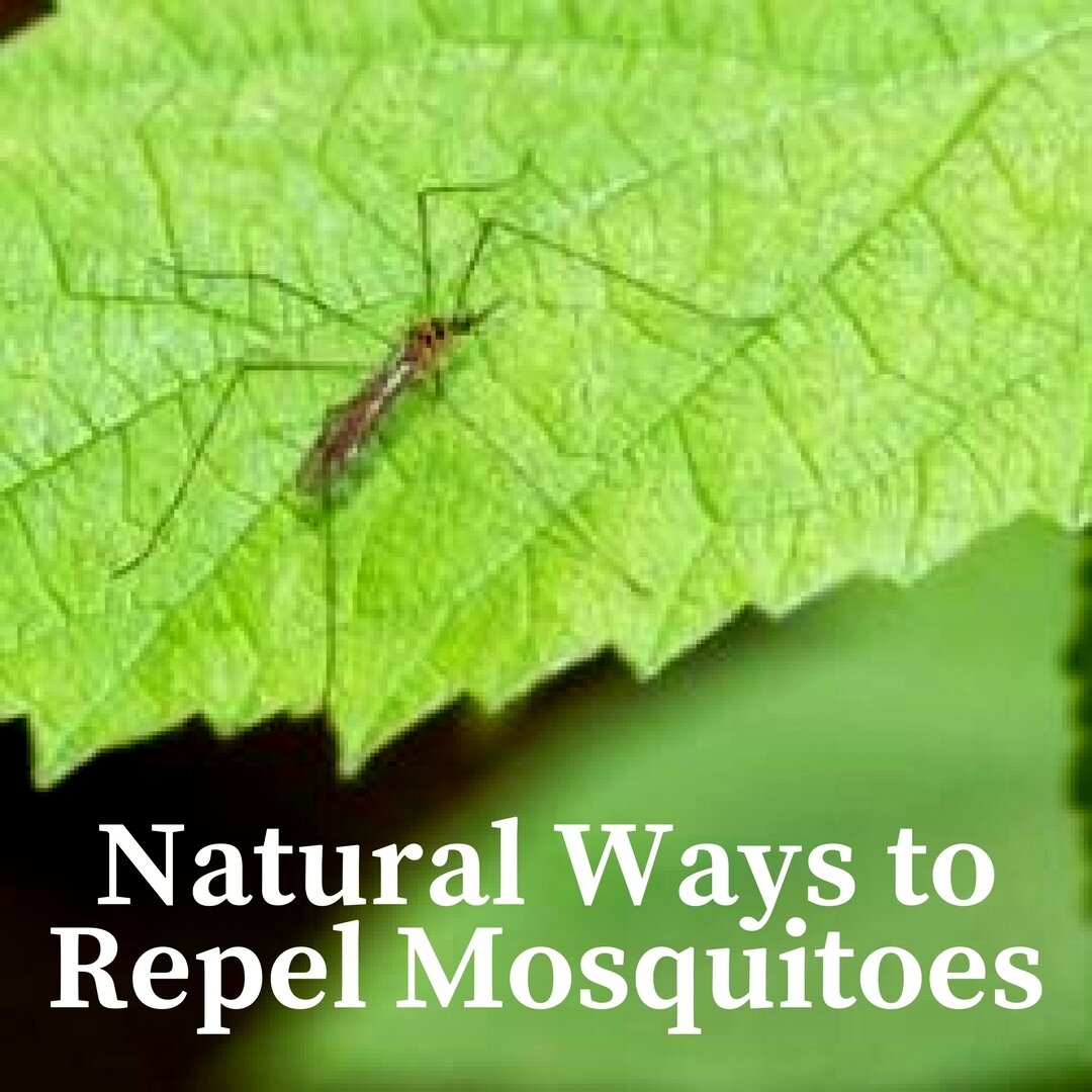 Natural Ways to Repel Mosquitoes