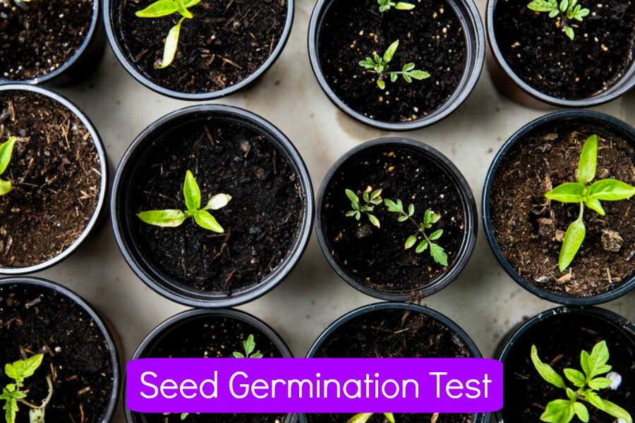 Seed Germination Test – A How To