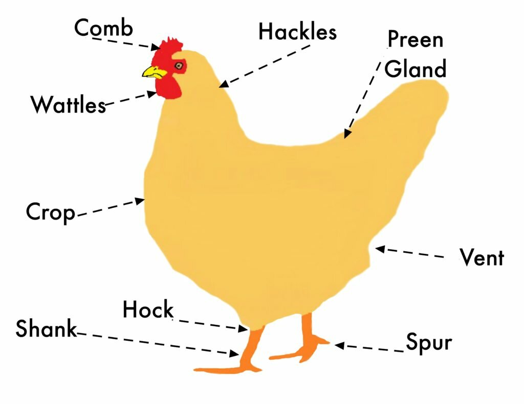 Chicken Head Anatomy