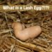 What is a Lash Egg?!?!